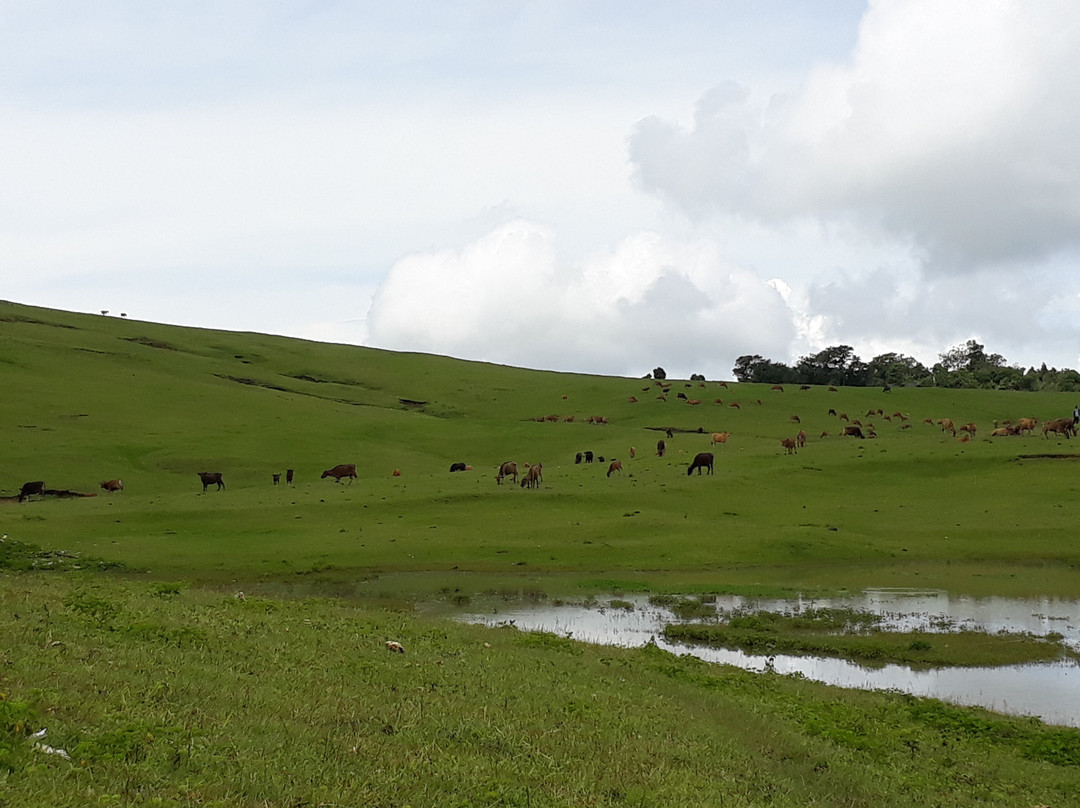 Fulan Fehan Savanna景点图片