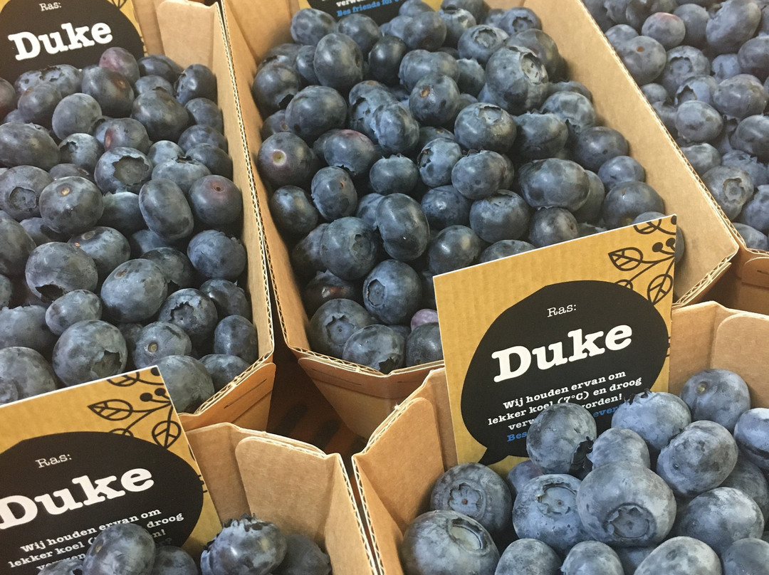 Blue Berrie Hill-Broekhuizen必去景点