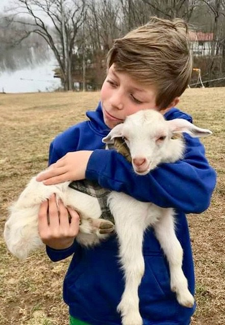 Little Goat Farm at the Lake景点图片