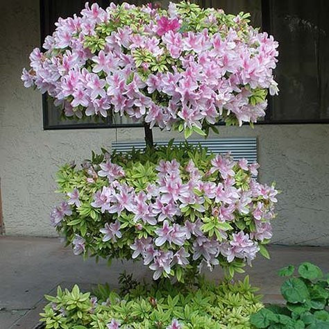 Garden Inn and Suites Glendora主图