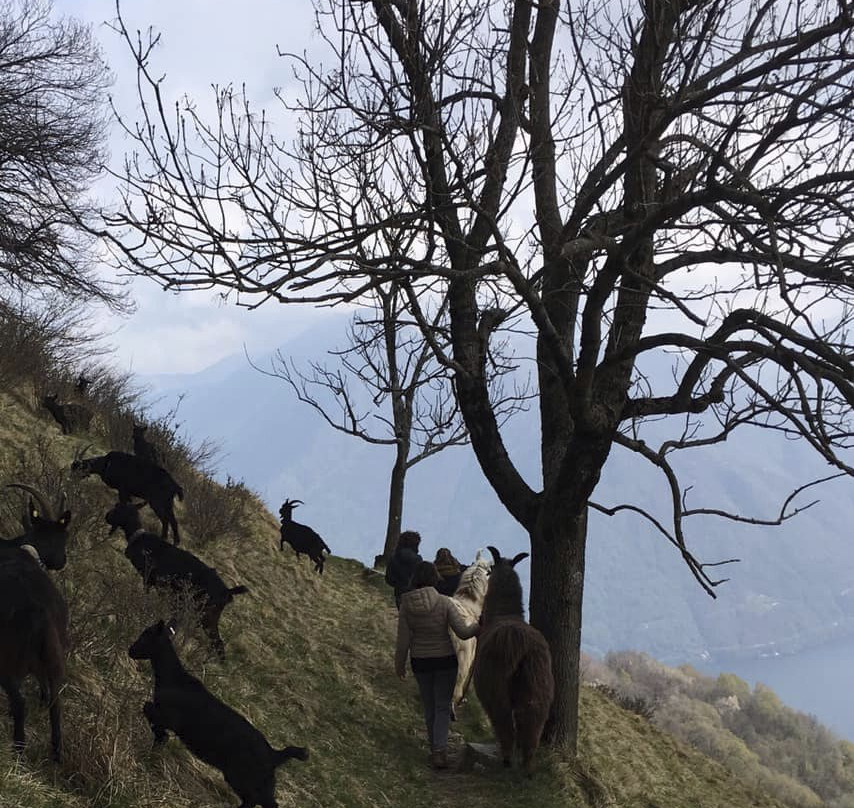 Passeggiata con i Lama-Blessagno必去景点