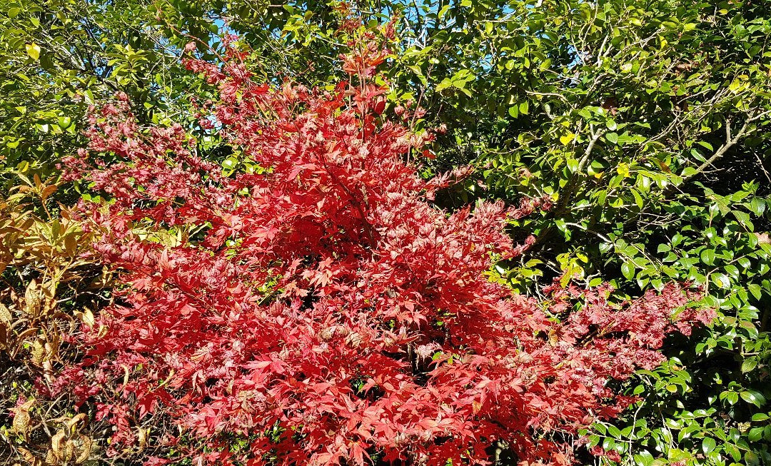 Forest Glade Gardens-马其顿山必去景点