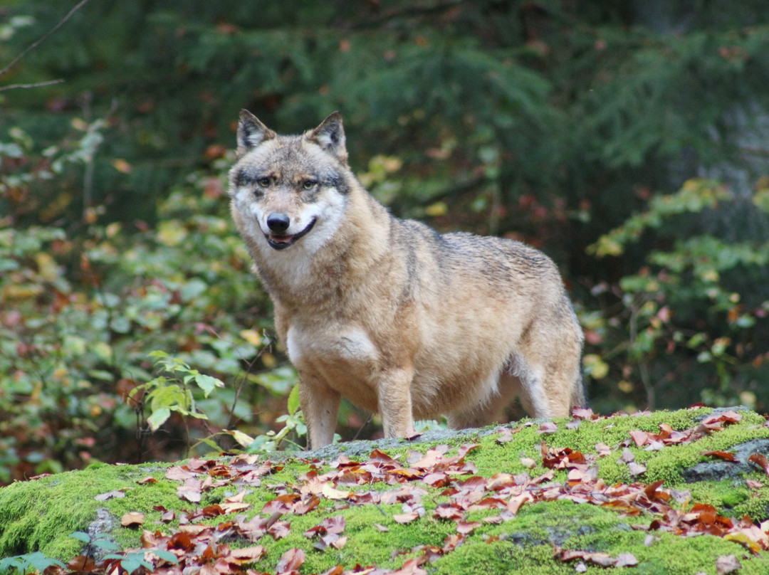 Scottish Highlander Guesthouse主图