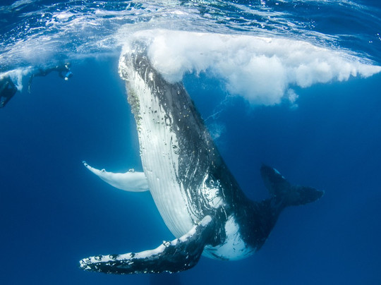 Lady Elliot Island Dive Shop-埃里奥特夫人岛必去景点