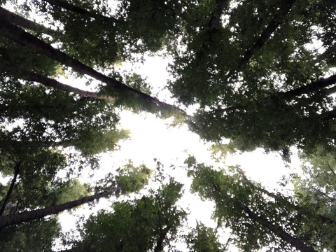 圣安东尼奥县农场公园-库柏蒂诺必去景点