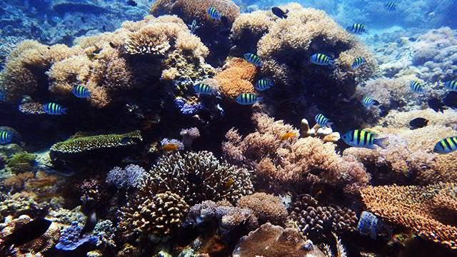 EACY Dive School景点图片