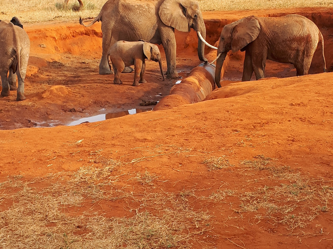 Safari Kenya Watamu景点图片