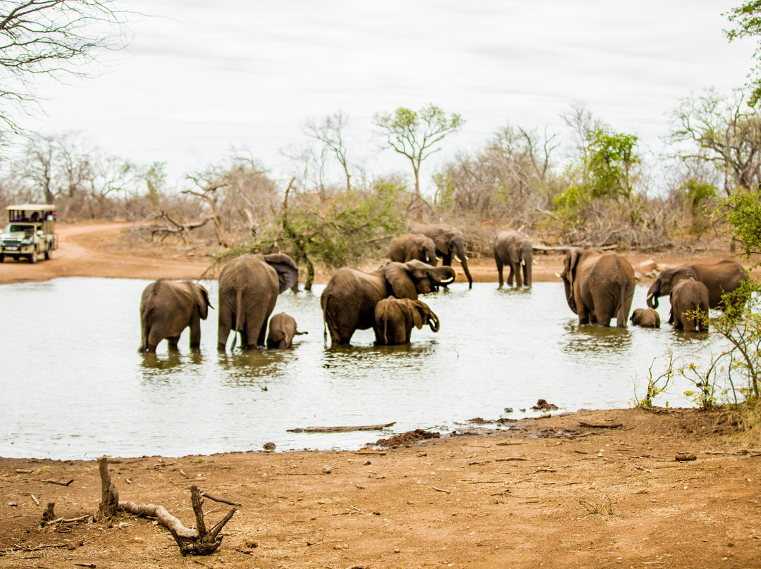 Lamai Safari