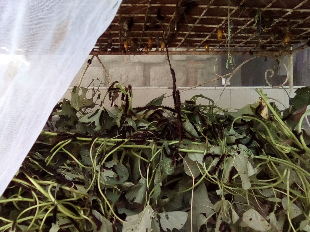 Pulilan Butterfly Haven-Pulilan必去景点