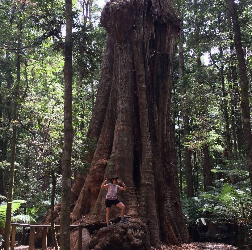 The Big Tree-Mawbanna必去景点