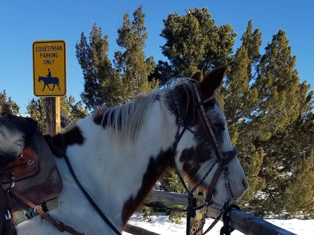 Vision Quest Western Horseback Rides & Lessons景点图片