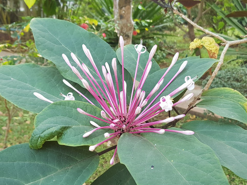 普万娜丽度假村主图