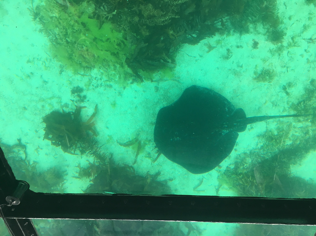 Bicheno's Glass Bottom Boat景点图片