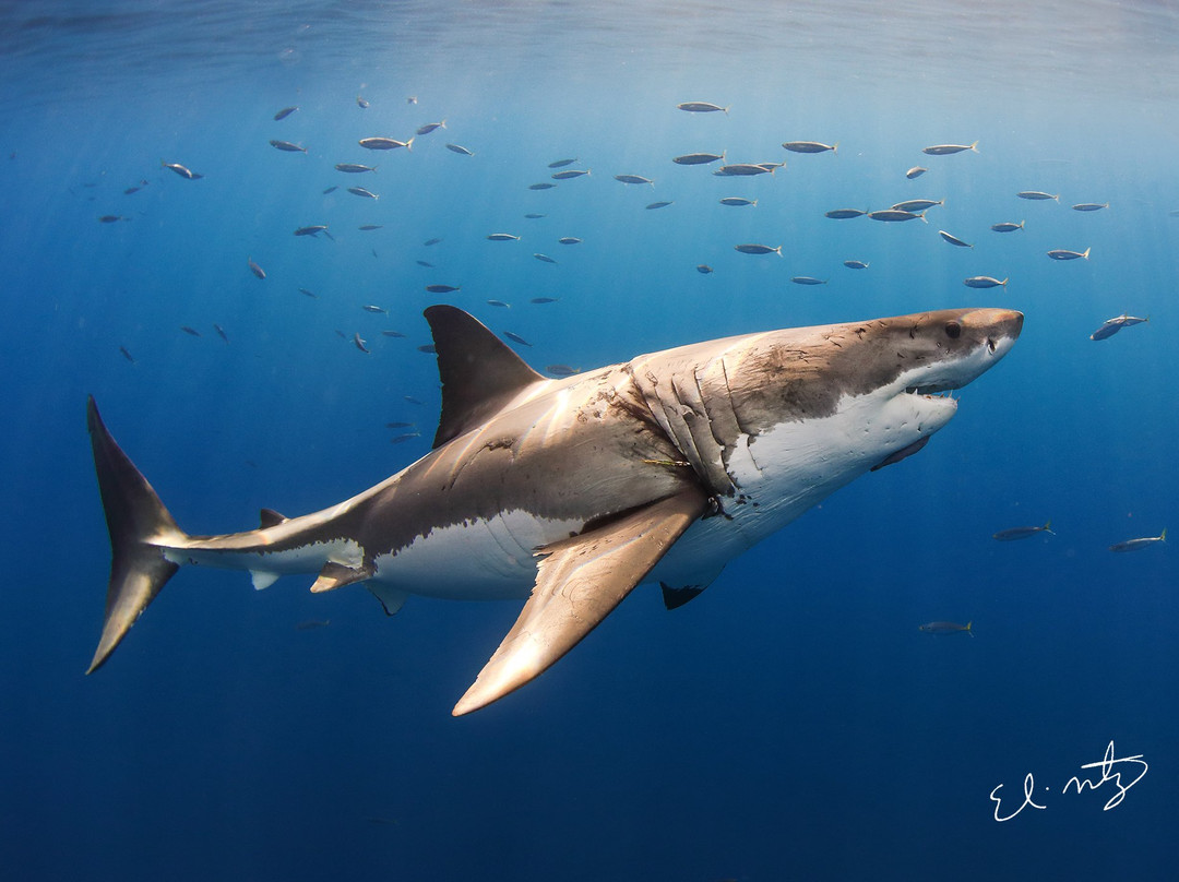 SDM adventures-Riviera必去景点