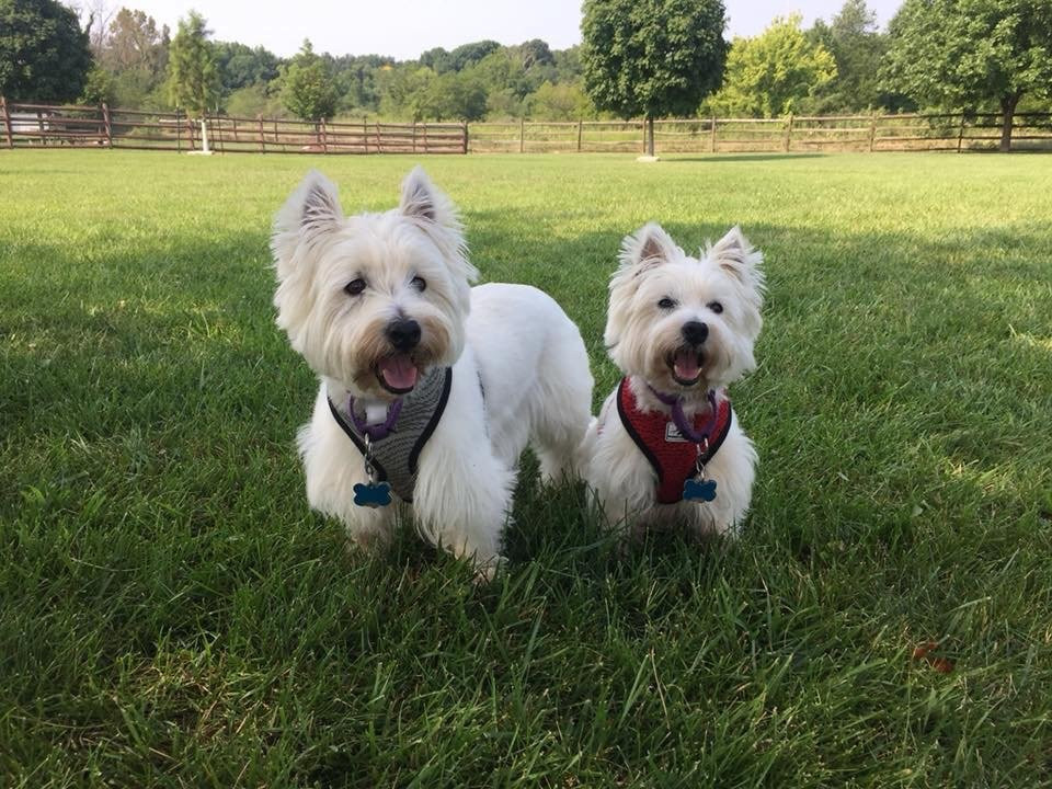 Fetch Dog Park-Danville必去景点