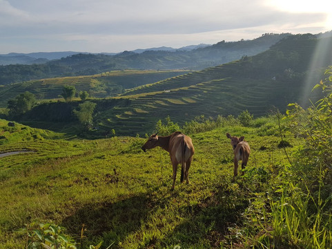 Sun Rice Homestay