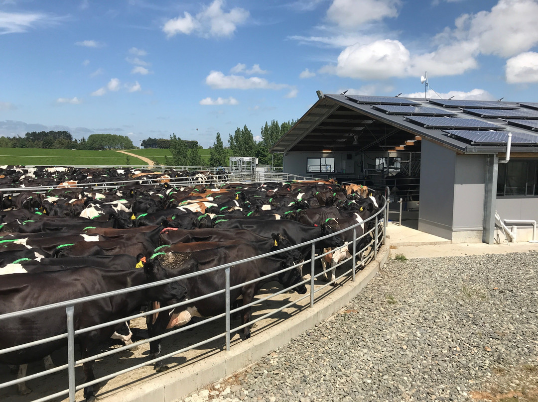 Dairy Pryde Farm Tours景点图片