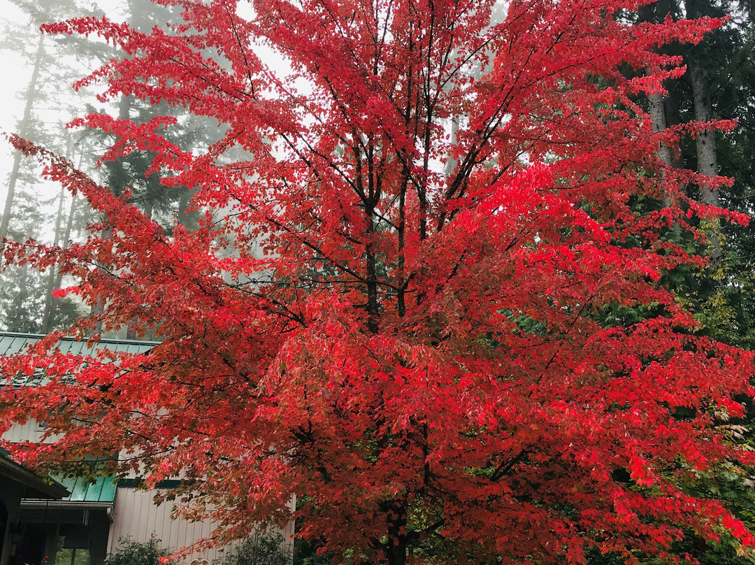 Auberge de Seattle, French Country Inn主图