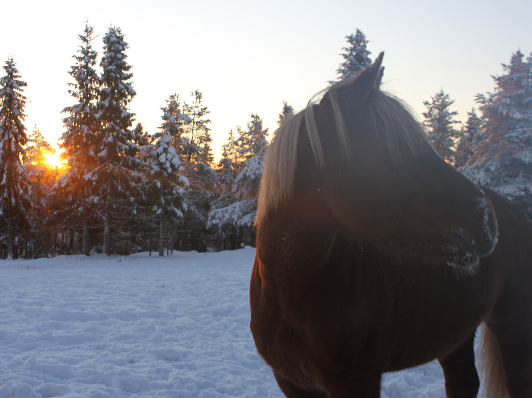 Ruska Laukka-库萨莫必去景点