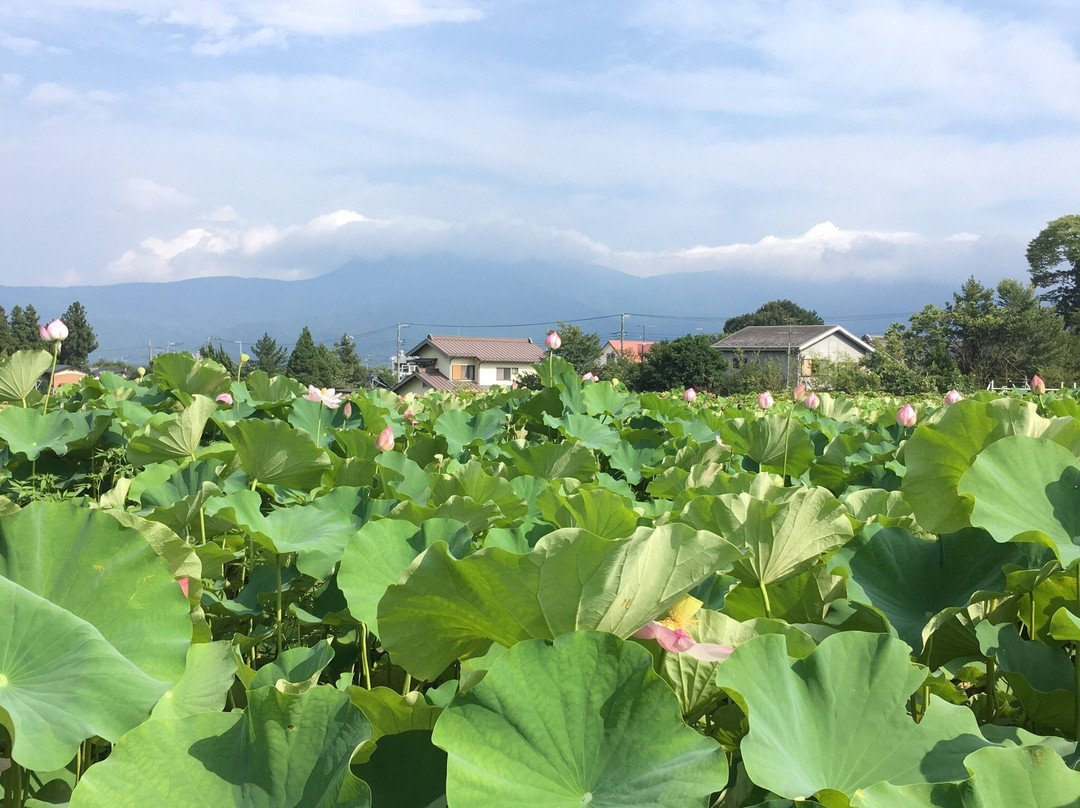 Hasuta景点图片