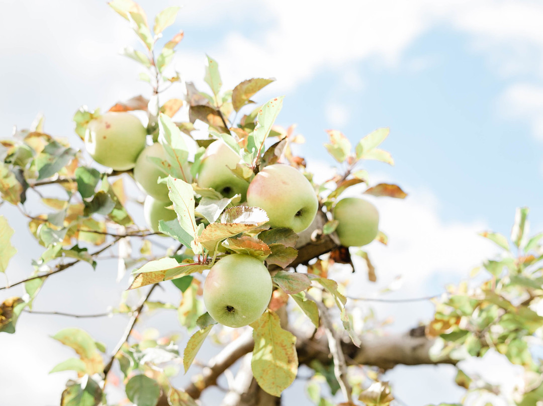 Lawrence Farms Orchards景点图片