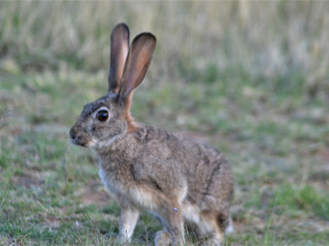 Emoya Basotho Lodge & Spa主图