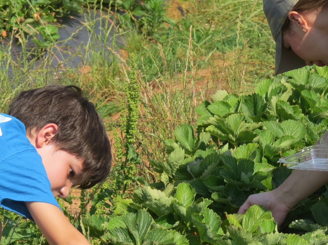 Warbington Farms-卡明必去景点