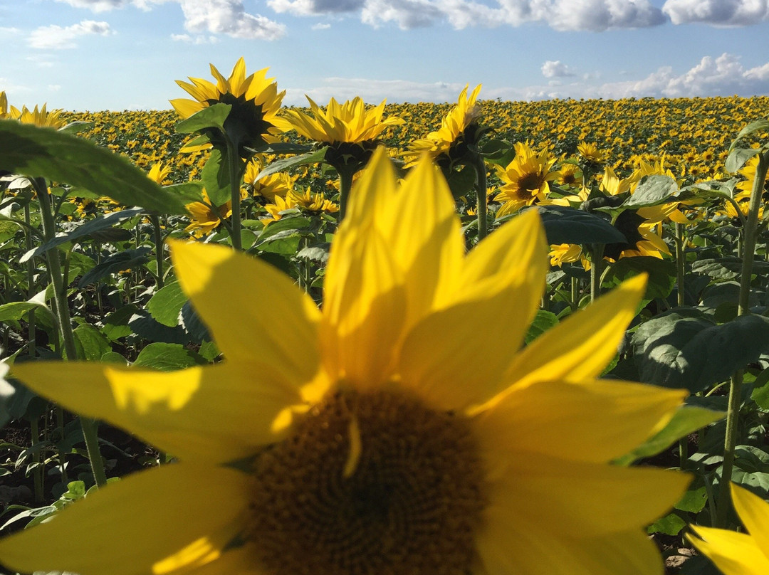 大空町 向日葵花田-大空町必去景点
