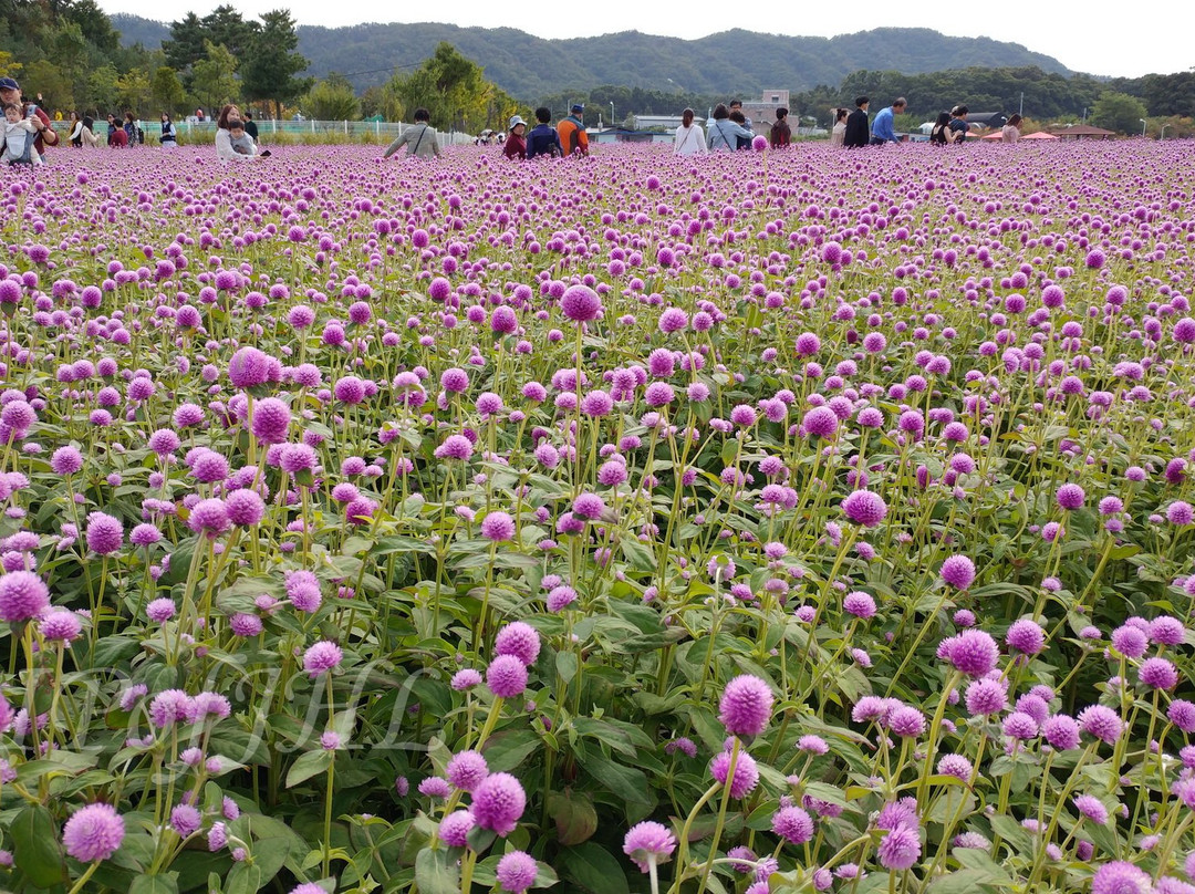 杨州市旅游景点-Nari Park
