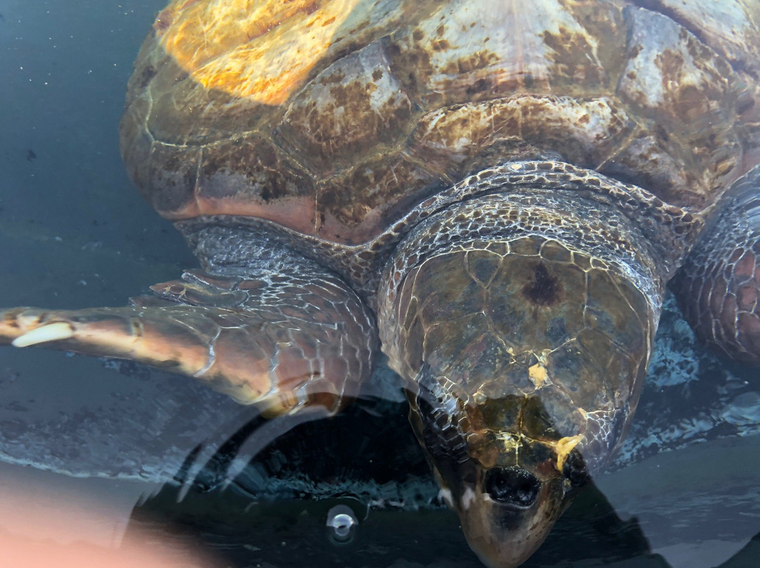 Centro de Recuperacion y Conservacion de Tortugas Marinas de Morro Jable景点图片