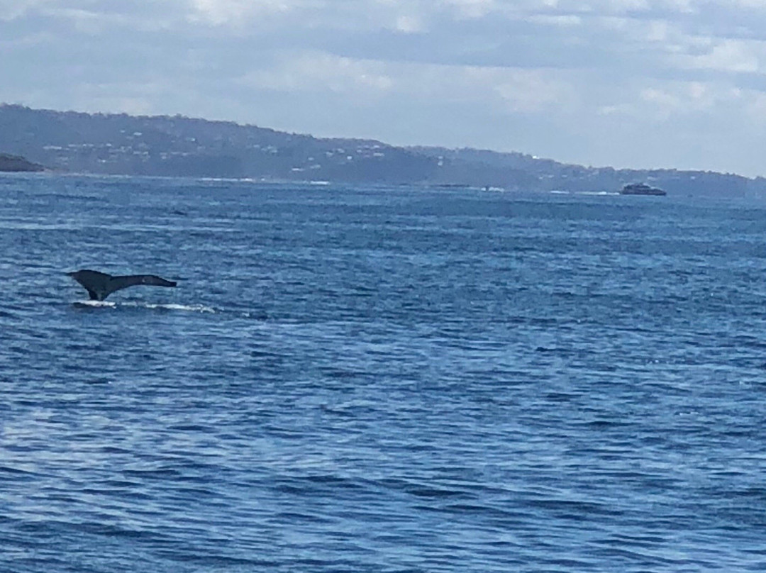 Sydney Whale Watching景点图片