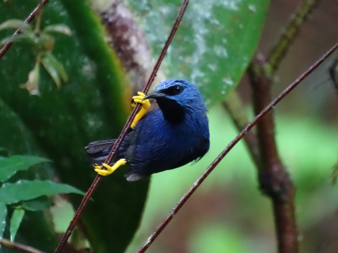 Beny Wilson Wildlife Observation Service景点图片