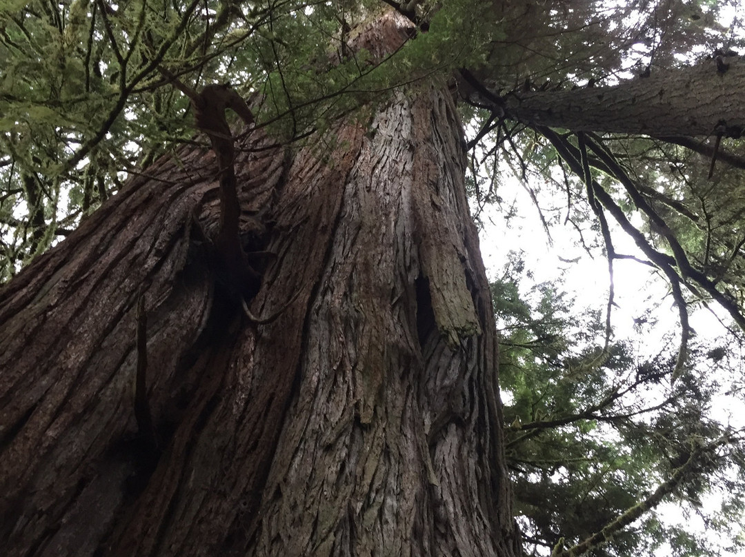 Golden Spruce Trail-Port Clements必去景点