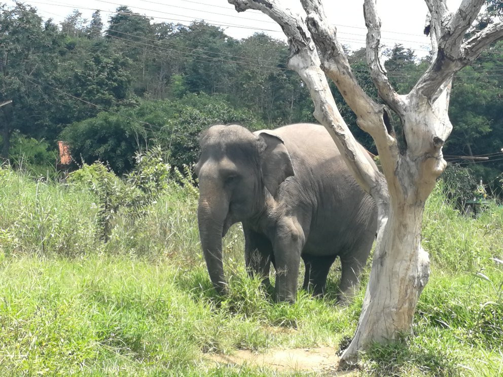 霍特萨丁大象基金会景点图片