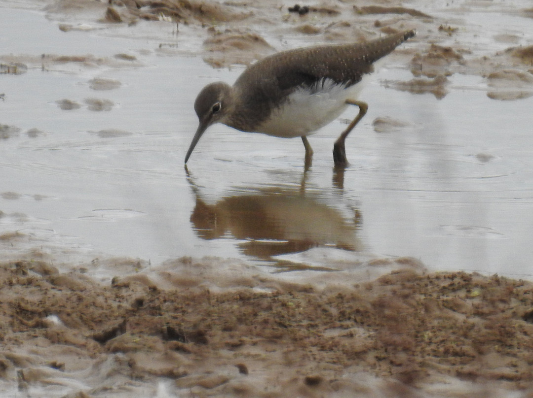 RSPB Bowling Green Marsh景点图片