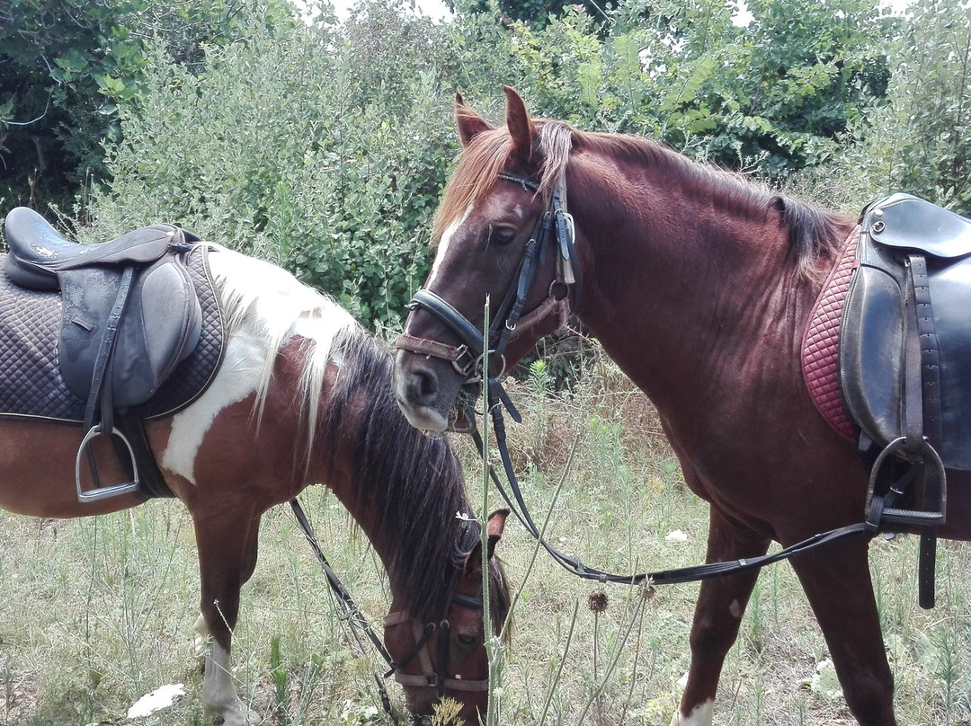 Horse Riding by Tours in Alanya景点图片