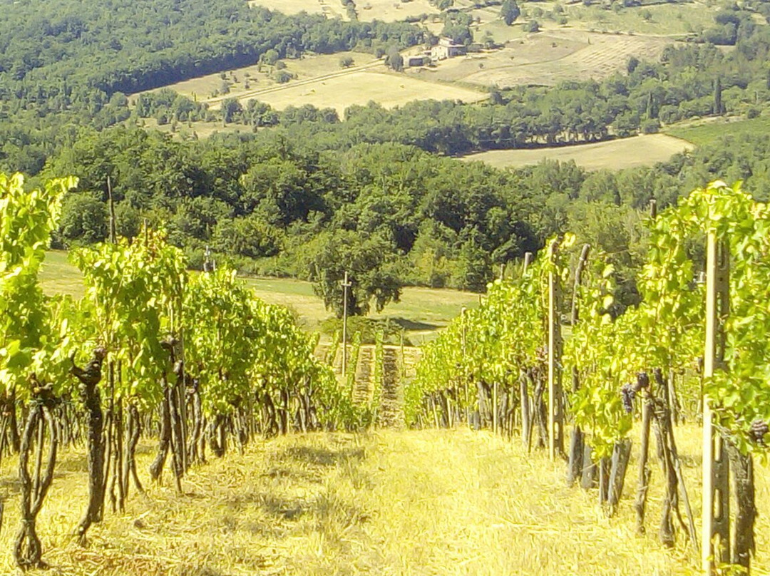 Damario Panorama