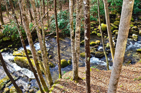 猫头鹰的栖息地（需要5英寸间隙）主图
