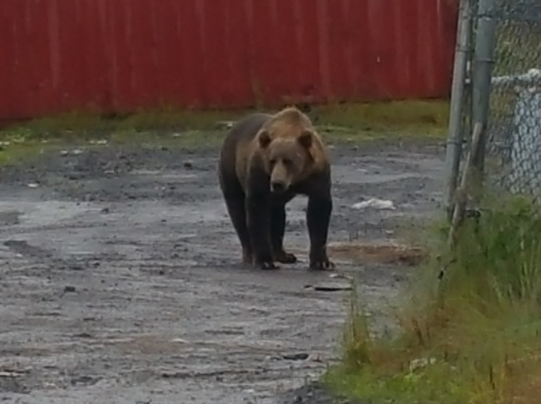 Kodiak Combos-Old Harbor必去景点