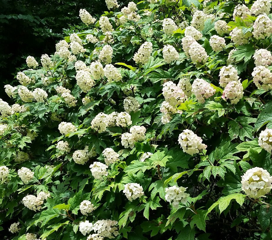 The Lily Barn Garden-汤森必去景点