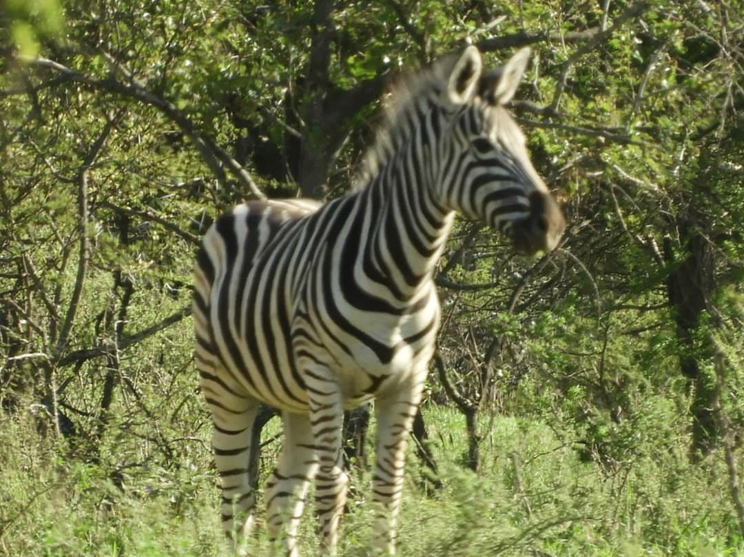 Polokwane Game Reserve-波罗关必去景点