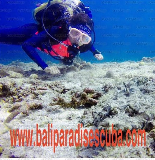 Bali Paradise Scuba-沙努尔必去景点