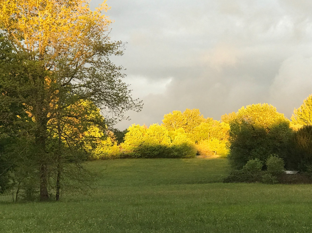 Les Vieilles Vignes主图