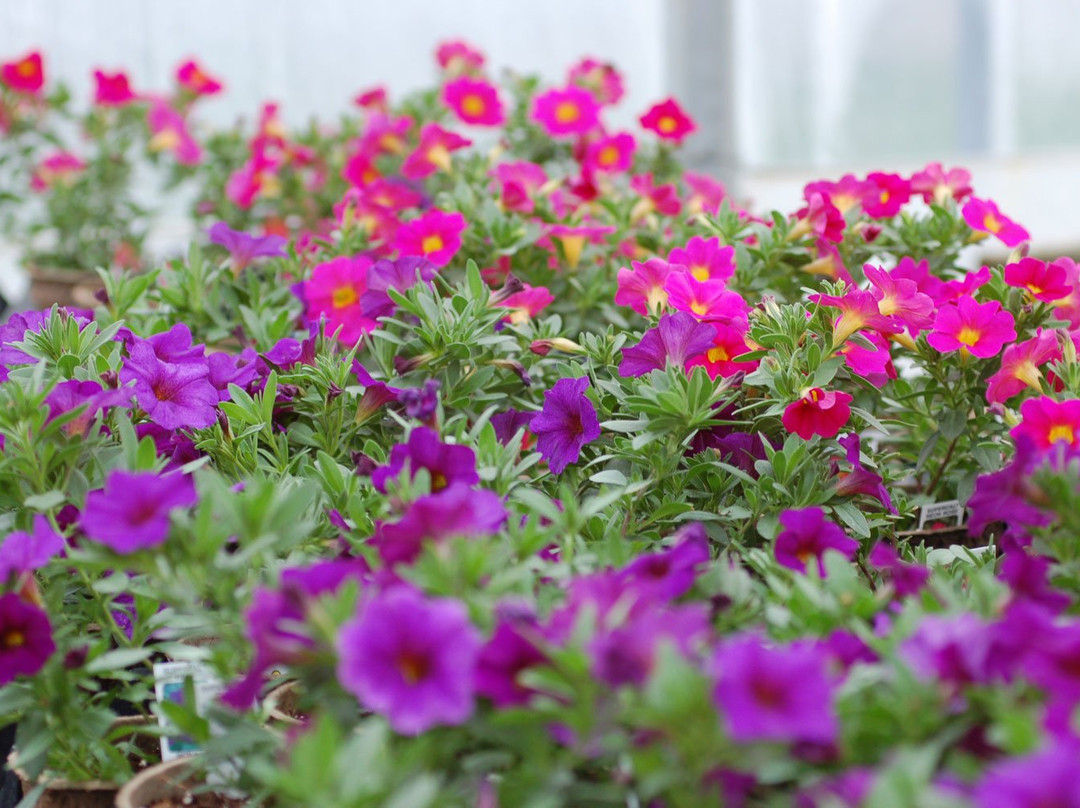 Hudak Farm-Swanton必去景点