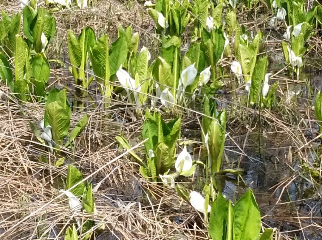 Makumbetsu Marsh-石狩市必去景点