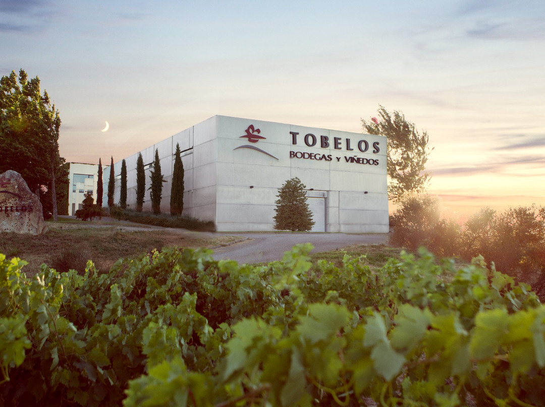 Tobelos Bodegas y Vinedos景点图片