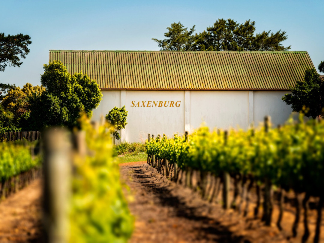Kuils River旅游景点-Saxenburg Wine Estate