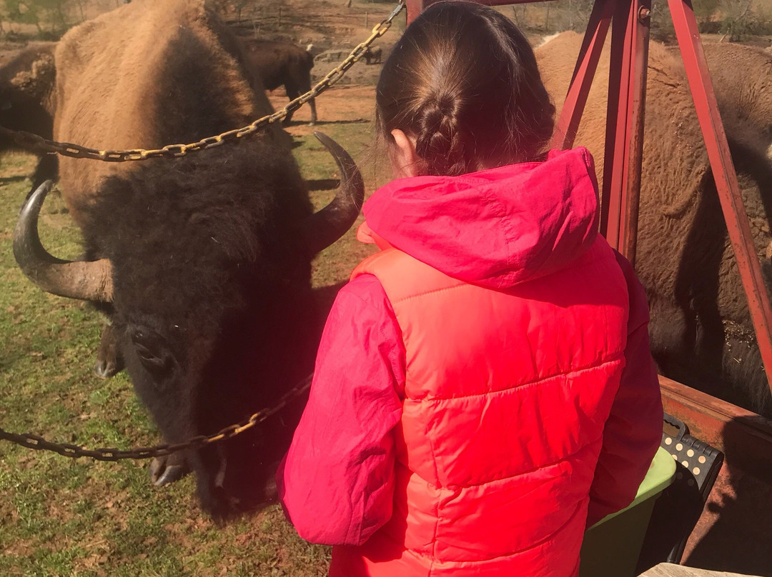 Carolina Bison Farm景点图片