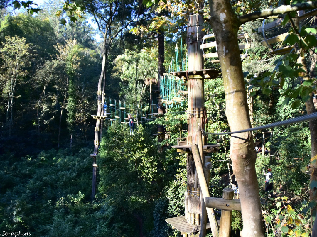 Treetops Adventure Belgrave景点图片