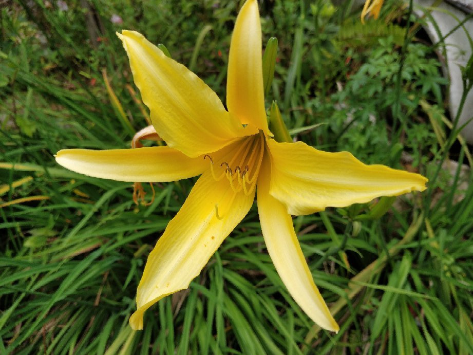 Tan's Camellia Garden-丹那拉塔必去景点